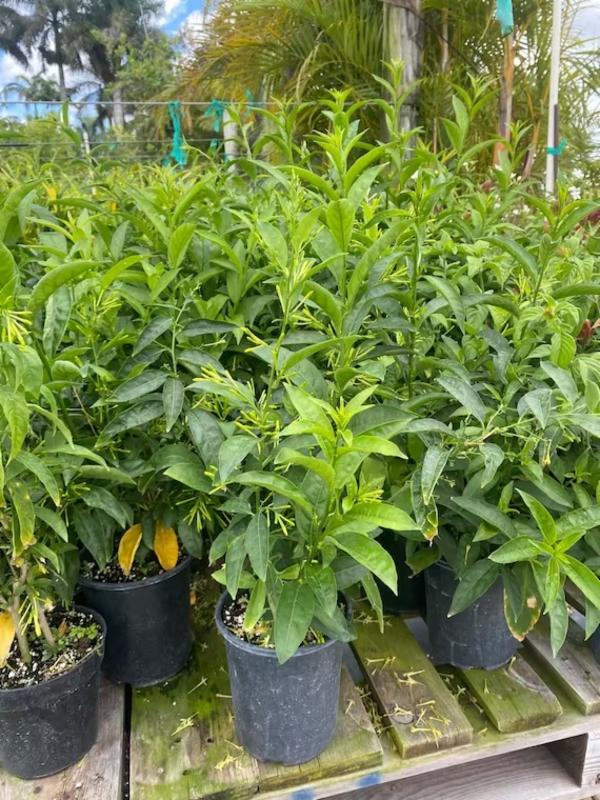 Night Queen Greenway Landscaping L.L.C