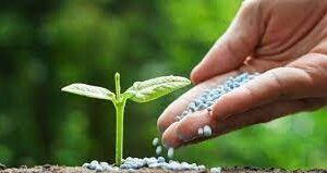 Seeds, Soil & Fertilizers