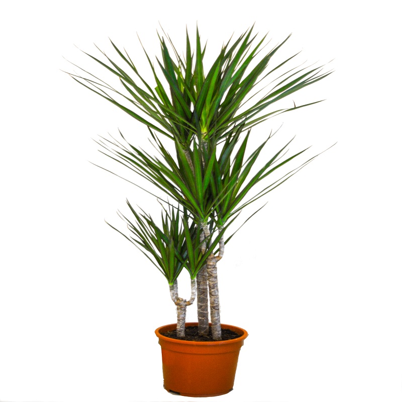 Dracaena marginata – shop.greenwaylandscaping.ae