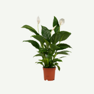 Peace lily-spathyphyllum