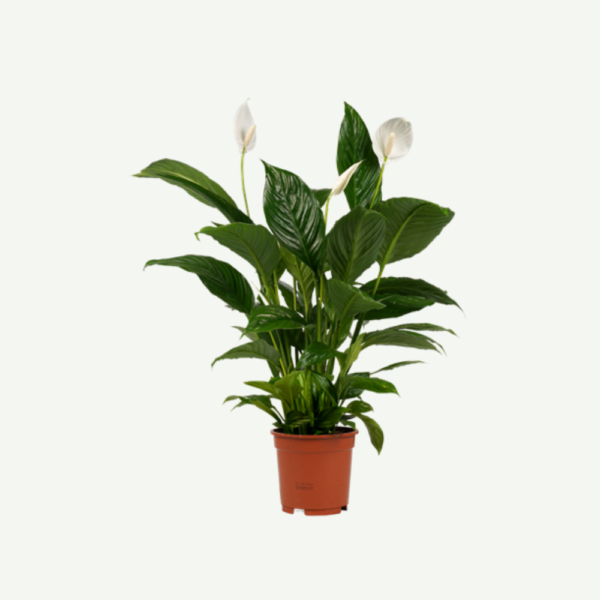 Peace lily-spathyphyllum