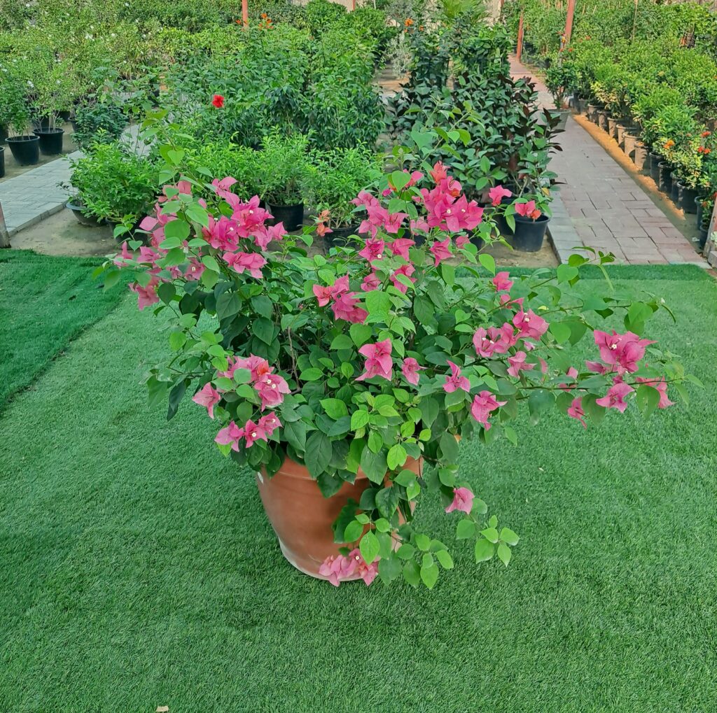 Bougainvillea 50L Round Pot bougainvillea-50l-round-pot